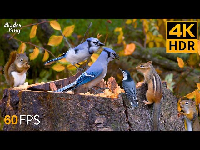 Cat TV for Cats to Watch  Party of Birds and Squirrels  4K HDR 60FPS