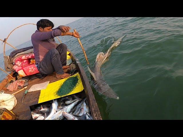 Fishing | Fish Catching videos | Fishing Techniquse | Singra fishcatching#mkfishing