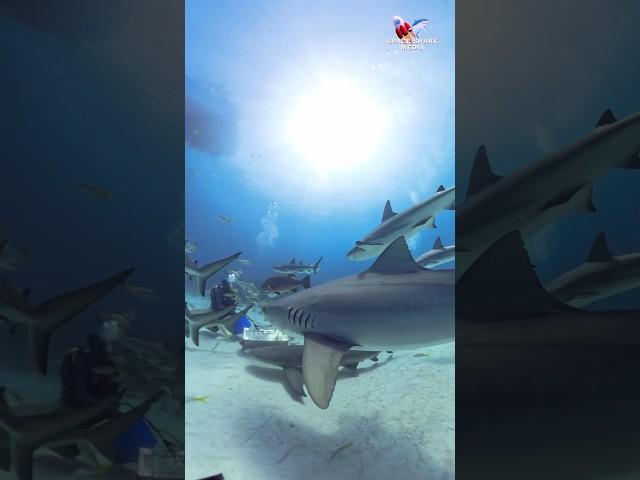 Tiger Shark dive  #shark #sharks #ocean #explore #nature Would you do this dive? Why or why not?