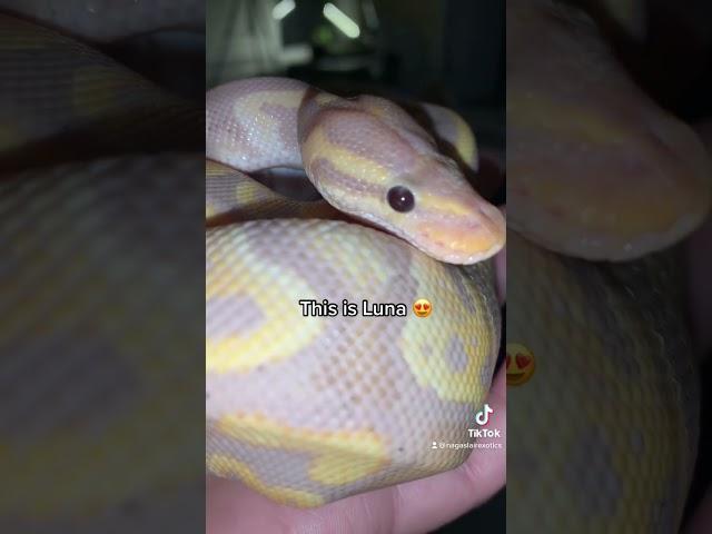 Chocolate Banana ball python  #snake #ballpython #animals #pets #beautiful #cuteanimals