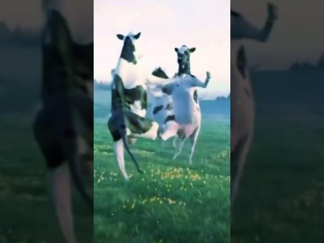 علاوي لاوي لاوي.....