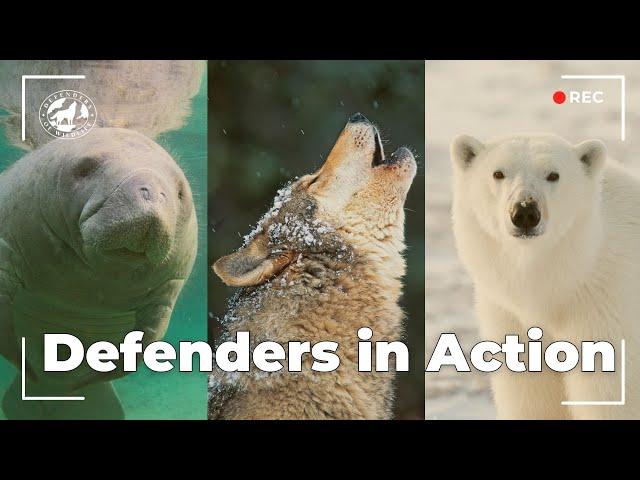 Defenders of Wildlife in Action