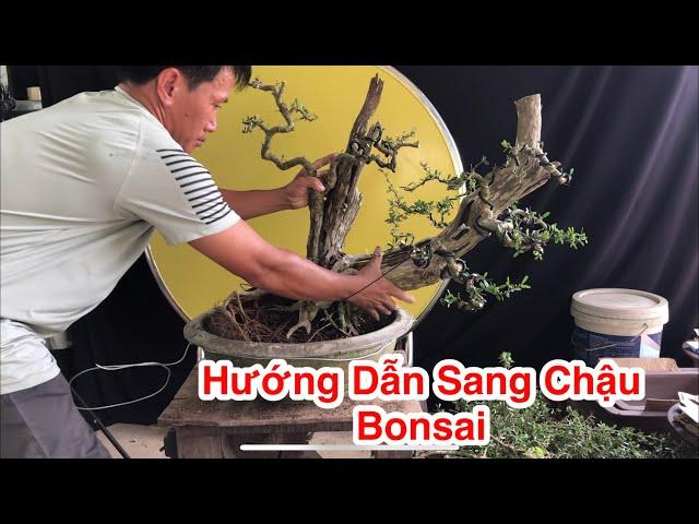 Hướng Dẫn Cách Thay Chậu Bonsai! Cách Thay Chậu Linh Sam Khai Thác.