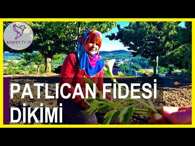 PATLICAN FİDESİ NASIL DİKİLİR? | PATLICAN DİKİMİ | PATLICAN FİDESİ NASIL EKİLİR?