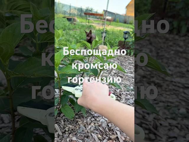 Обрезка гортензии полярный медведь на черенкование #садоводство #сад #черенкование
