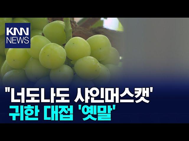 "너도나도 샤인머스캣' 귀한 대접 '옛말'/ KNN