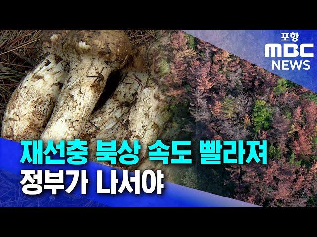 재선충 북상 속도 빨라져..정부가 나서야  (2024.11.13/뉴스데스크/포항MBC)