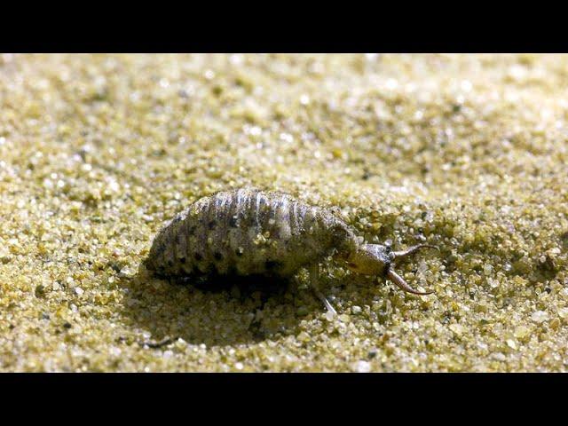 This Antlion is a Devious, Cold-Blooded Killer