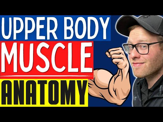 Muscular Anatomy For NASM and ACE Personal Trainers | Learn Basic Upper Body Muscles/Anatomy