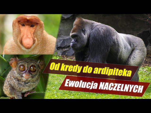 Ewolucja NACZELNYCH – zanim pojawił się człowiek!