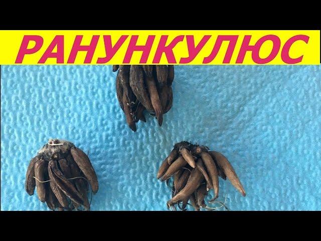 Ранункулюс .Проращивание . часть 1.