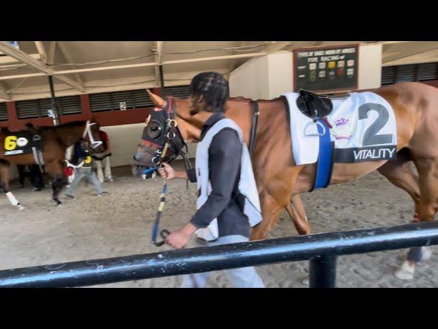 2024 Prince Of Wales Stakes paddock