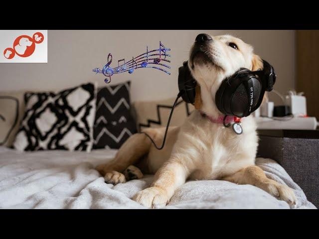  Are Dogs Into Music? The Best Music For Dogs That Relaxes, Calms, and Makes Them Happy!