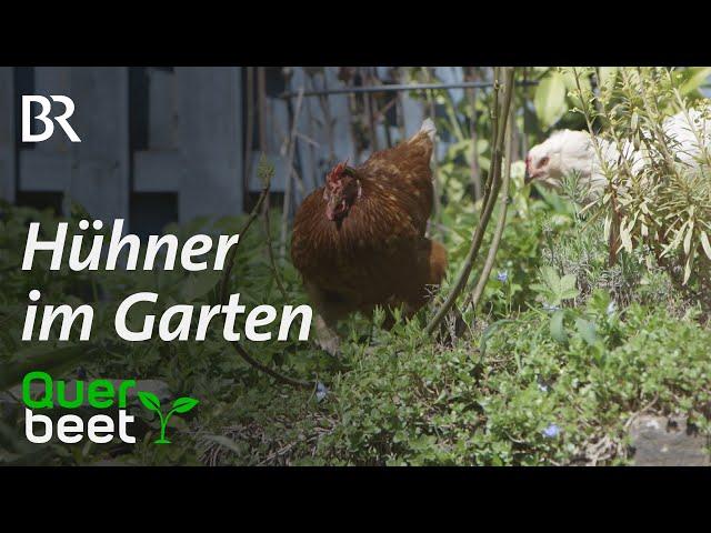 Hühner als nützliche Gartenhelfer