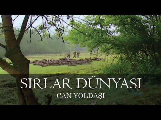 Sırlar Dünyası - CAN YOLDAŞI