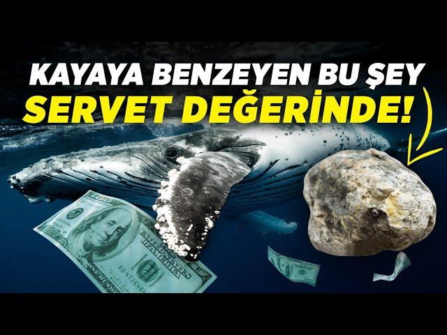 Balina Kusmuğu Nedir? Neden Servet Değerinde?