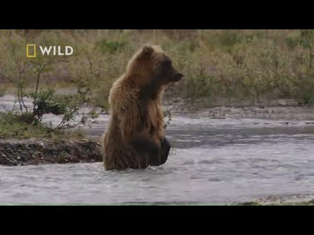 Tutejsze niedźwiedzie to perfekcyjni łowcy ryb [Największe parki narodowe Ameryki]