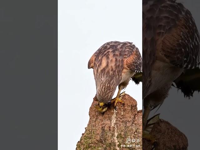 Mendaki aur Shaheen | Frog and Eagle