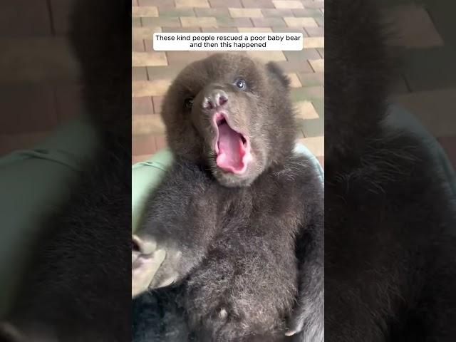 These kind people rescued a poor baby bear and then this happened #animalshorts #bear