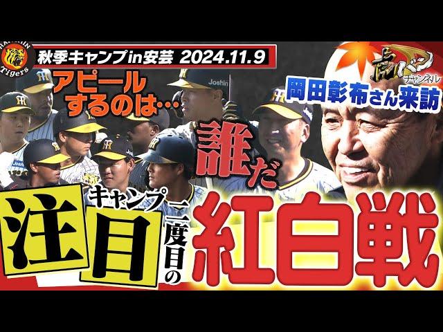 【11月9日秋季キャンプ】岡田彰布オーナー付き顧問が安芸キャンプ訪問！紅白戦どの若虎がアピールするのか！？今しか見れない瞬間を見逃すな！阪神タイガース密着！応援番組「虎バン」ABCテレビ公式チャンネル