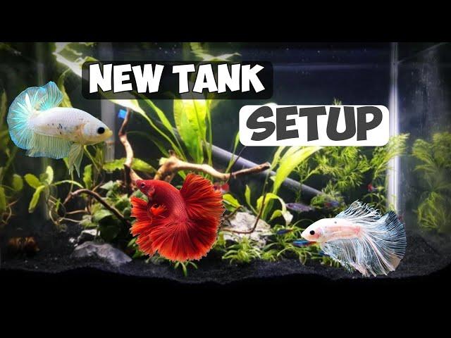 New tank setup for fish    #fish #fishamazinffactq #aquarium