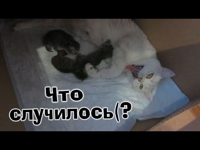 VLOG:Кошка родила/У нас родились котята, но не всё хорошо( Почему котёнок погиб