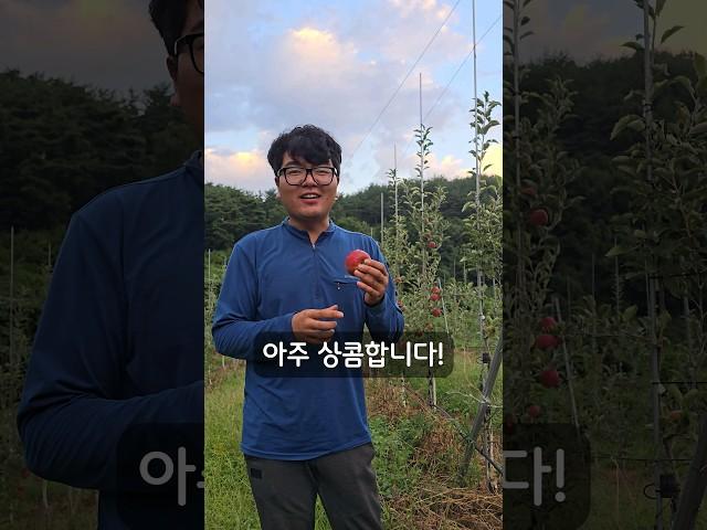 상큼한 홍옥 사과를 기억하십니까?