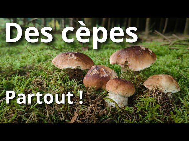 Des cèpes partout ! (c'est de la folie)