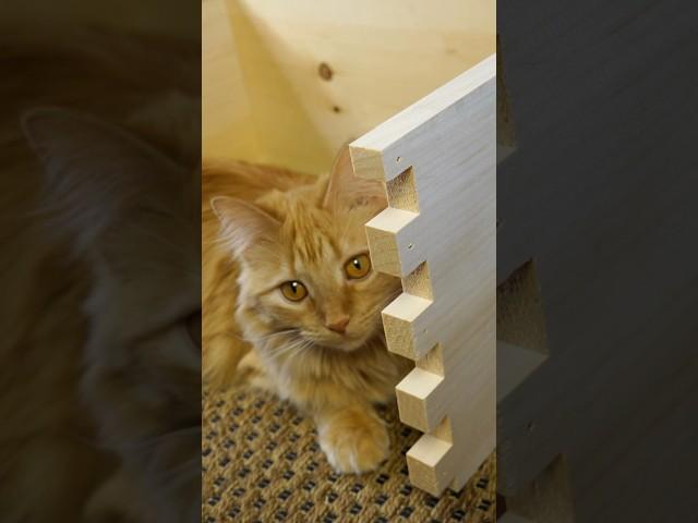 Building The Keeper’s Hive Pt.2  #Beekeeping #beekeeper #keepershive #beehive