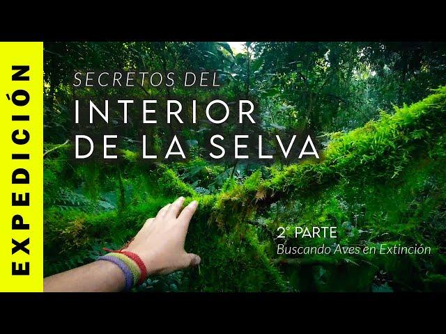 Secretos del interior de la Selva | 2 Capitulo Aves en Extinción de la Selva de Misiones, Argentina