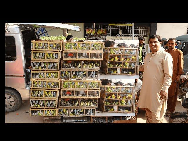 Pakistan Birds Market Sunday Video Latest Update 22-12-24 By Sohail Ahmed TV in Urdu/Hindi