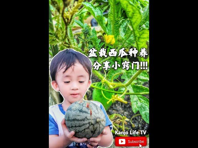 自然教学｜盆栽西瓜种养小窍门｜盆栽种植西瓜｜西瓜种植技巧｜西瓜种植时间｜西瓜成长过程｜成功种西瓜｜亲子活动VLog｜自家种植｜消暑水果｜夏季清热消暑吃什么｜清爽美味值得推荐的水果｜让孩子在大自然中学习