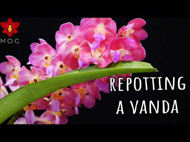 Why I stopped buying Vanda Orchids & where is my collection? - Repot & Chill