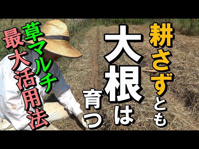 [自然農] 耕さなくても「大根」は育つ！草マルチを最大限活用する方法　[natural farming]