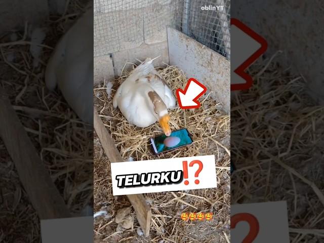 bebek ini pikir, itu telurku‼️