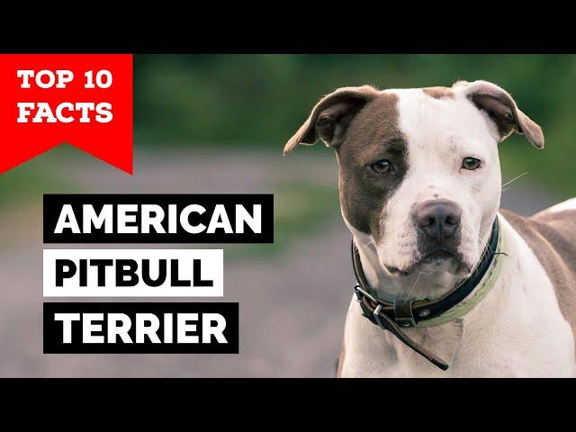 American Pitbull Terrier - Top 10 Facts