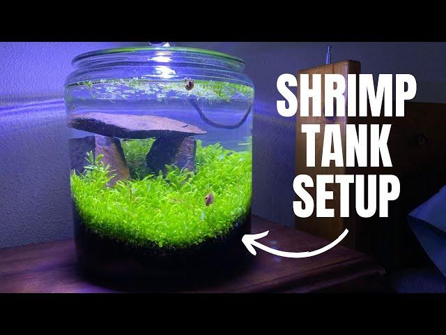 Nano 1 Gallon Shrimp Tank Setup