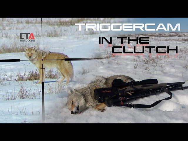 Coyote Hunting TRIGGERCAM IN THE CLUTCH