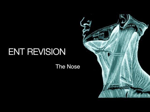 ENT Revision - The Nose