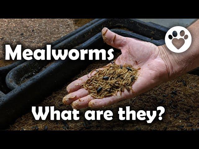 Mealworms, what are they?