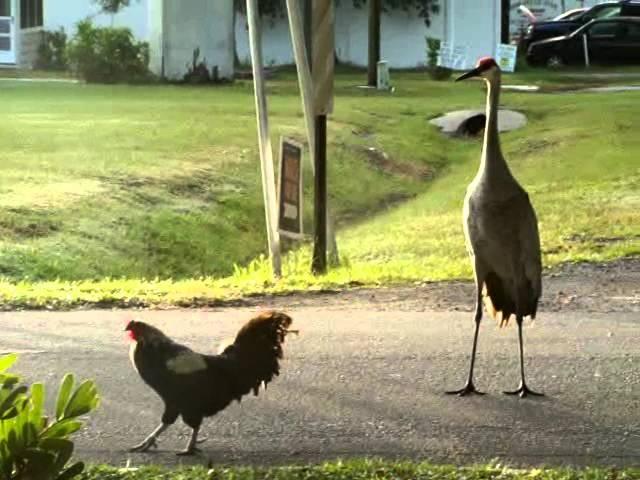 Rooster VS Crane