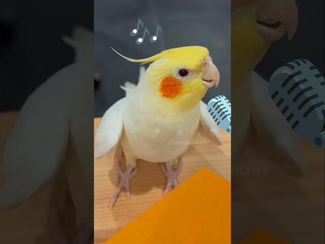 Super cute singing moments!  #cockatielscraze #birdsinging #cockatiel