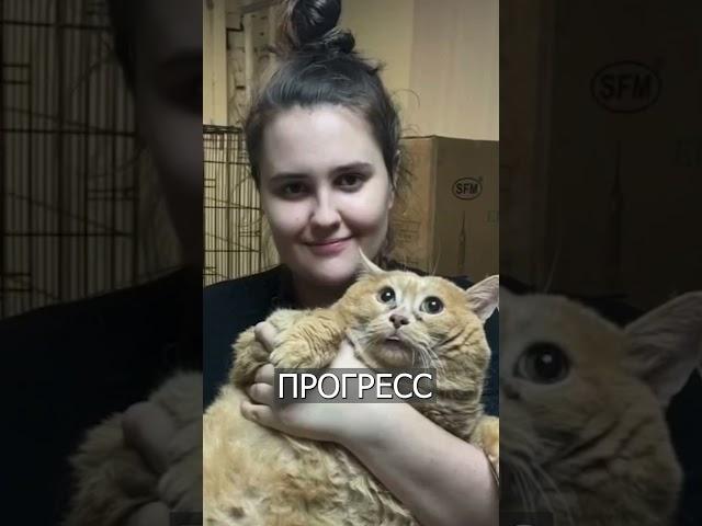 Все следят, как худеет кот КРОШИК