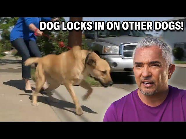 This Rescue War Dog Is Ready To Attack | Cesar 911 Season 3, Ep. 7 - Part 1