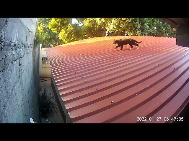 Cats Get Scrappy on Slippery Roof || ViralHog