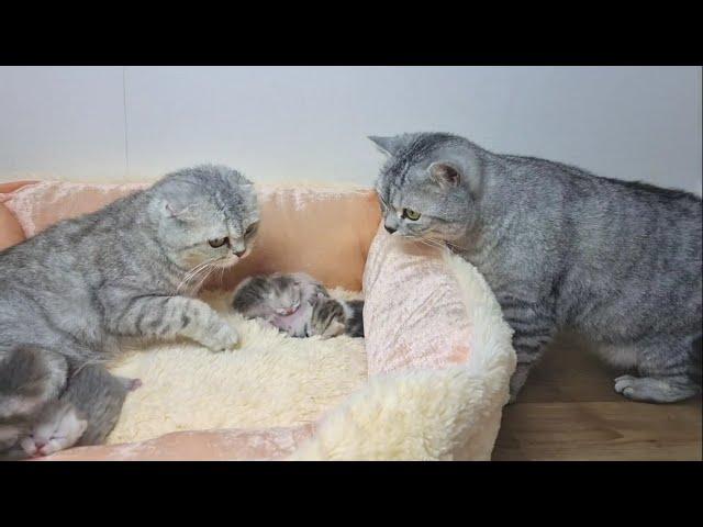 Dad cat meets his newborn kittens and kisses mom cat