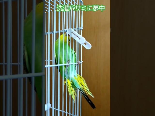 雛鳥のラナちゃんの覚えた洗濯バザミの遊び方？#セキセイインコ #shorts