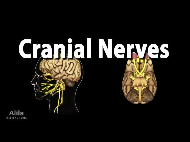 Cranial Nerves: Basic Anatomy, Functions, Effects of Damage, and Clinical Tests, Animation