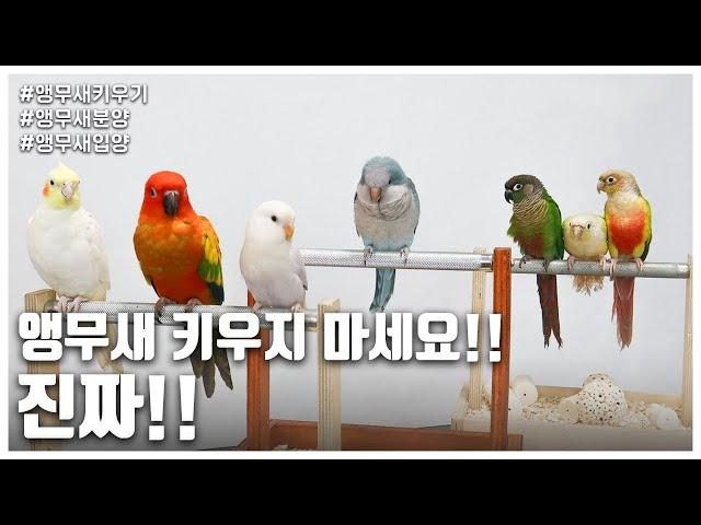 [앵무새키우기] 앵무새 키우지 마세요!! 진짜!!