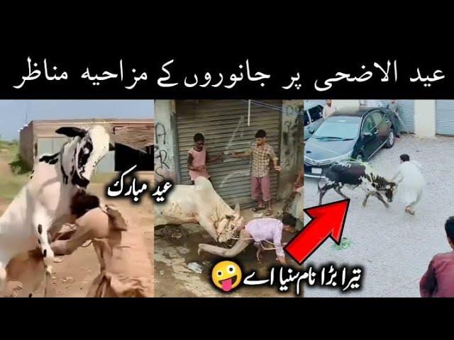 Most Funny Moments of Eid Animals || Faizan Knowledge Tv